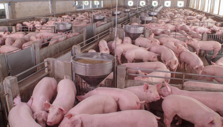 Свинекомплексите в Николово и Бръшлен все още чакат Административен съд - В. Търново да се произнесе