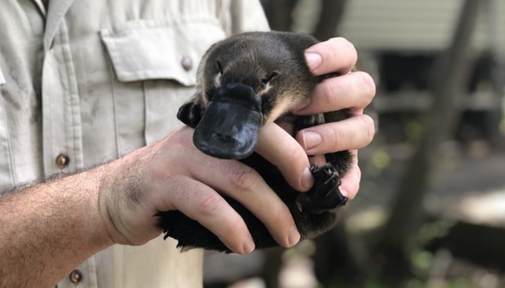 Нови мистерии около животното