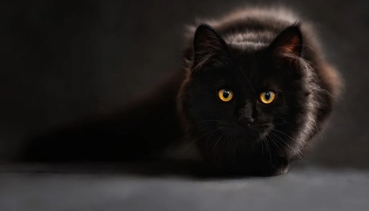 Моряците предполагат, че котката е издържала без вода, като е близала капки конденз от стените на контейнера