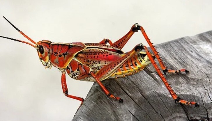 2 млрд. души на планетата редовно консумират буболечките, показват данни на ООН