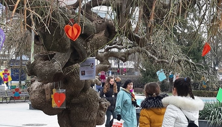 Всеки русенец, присъединил се към окичването на Дървото на влюбените, ще получи от инициаторите индивидуално послание за любовта и приятелството