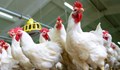 Превантивни мерки срещу птичи грип в област Русе
