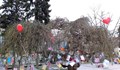 Дървото на влюбените разцъфна в Русе