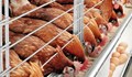 Огнище на птичи грип в птицефермата в Славяново