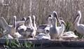 Необичайно топлото време върна първите пеликани в резервата "Сребърна"