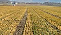 Необратими щети по пшеницата от измръзване в цяла България