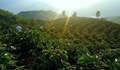 Защо кокаинът се превърна в спасително средство за фермерите, отглеждащи кафе в Перу?