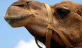 Уникална операция на циркова камила извършиха в Стара Загора
