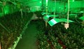 Откриха оранжерия с марихуана за над половин милиона лева
