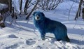 Откриха сини кучета край фалирал химически завод в Русия