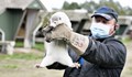Полша: Коронавирусът се предава от норки на хора и обратно