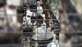 Пенсионер в Иваново отнесе 1 000 лева глоба за отглеждане на лебеди