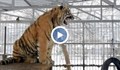 Тигър се научи да „пее“ в зоопарк