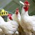 Превантивни мерки срещу птичи грип в област Русе