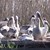 Необичайно топлото време върна първите пеликани в резервата "Сребърна"