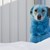 Глутници от сини и зелени кучета се появиха в Русия