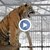 Тигър се научи да „пее“ в зоопарк