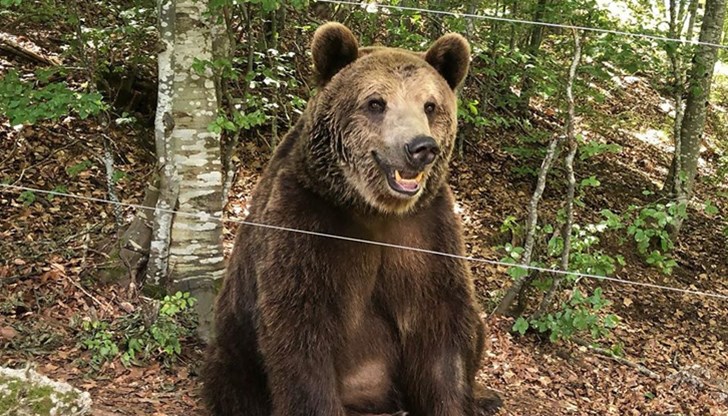 Топлата и дъждовна зима се е отразила на съня на обитателите в Парка за танцуващи мечки Топлата и дъждовна зима се е отразила на съня на обитателите в Парка за танцуващи мечки