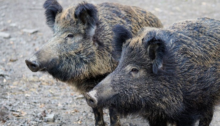 Ловци и семействата им са пострадали сериозно след консумацията на дивеча Ловци и семействата им са пострадали сериозно след консумацията на дивеча