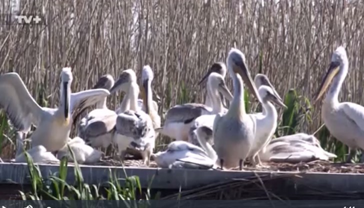Ранното завръщане на птиците в резервата е факт през последните години, коментират специалистите