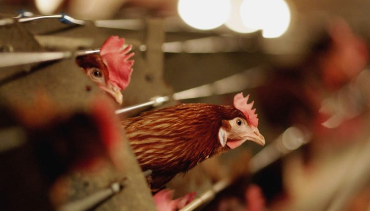 БАБХ напомня, че птичето месо и продукти, добити в обект, в който е установено огнище на инфлуенца по птиците, не представляват опасност за човешкото здраве при спазване на хигиенните правила за обработка на храни в домакинството