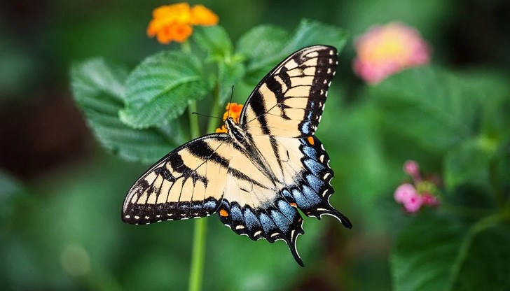 Със сигурност ви е известна мисълта, че ако тук една пеперуда размаха криле, някъде в другото земно полукълбо се заражда торнадо Със сигурност ви е известна мисълта, че ако тук една пеперуда размаха криле, някъде в другото земно полукълбо се заражда торнадо