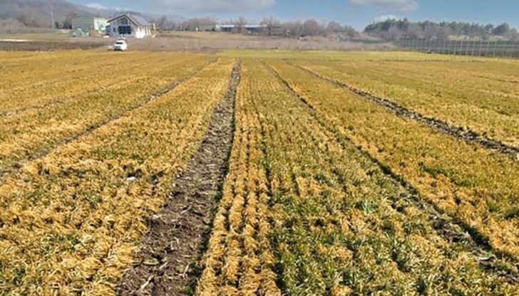 Русенският регион е сред най-засегнатите