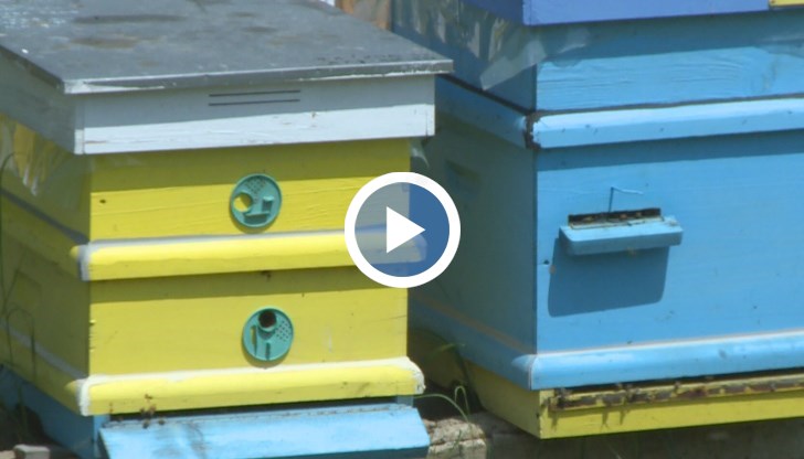 От бранша смятат, че пчеларството трябва да бъде извадено от сектор “Животновъдство” и да бъде отделно, както е при производителите на копринена буба