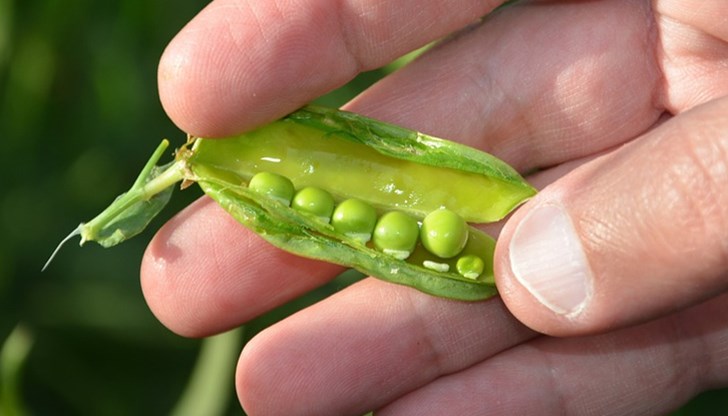 Грахът е добър източник на редица витамини и минерали, а същевременно е с малко калории