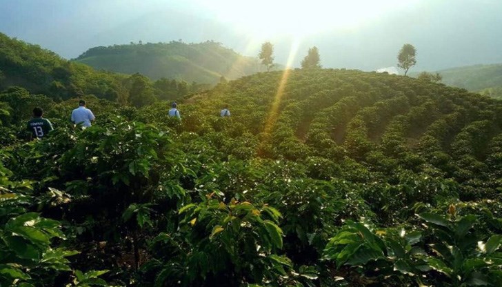 Перуанците са се преориентирали към отглеждане на листа от кока