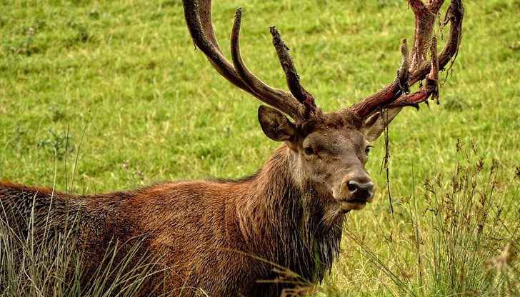 По случая е започнато досъдебно производство