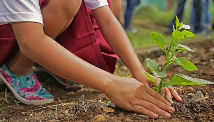 Акцентът тази година е върху белите дробове на града – дърветата Акцентът тази година е върху белите дробове на града – дърветата