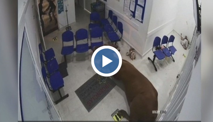На кадри от охранителни камери се вижда как животното се втурва в чакалнята и започва да буйства