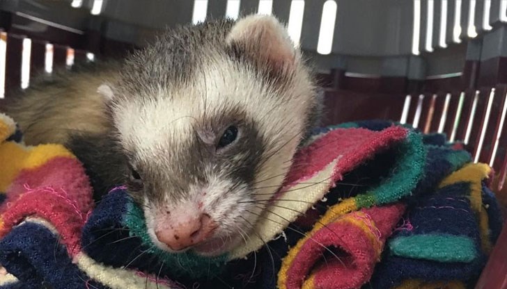 Ветеринари успели да го спасят въпреки сериозните травми