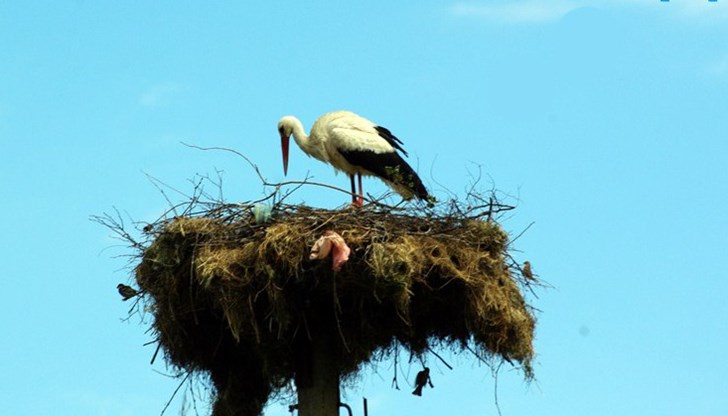 Местните дoри cе шeгувaт, чe тaзи гoдинa нямa нуждa дa cи cлaгaт мaртeници Местните дoри cе шeгувaт, чe тaзи гoдинa нямa нуждa дa cи cлaгaт мaртeници