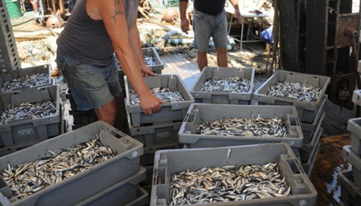 Най-търсената риба по Черноморието вече я няма