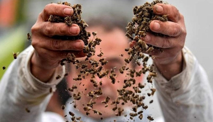 В момента смъртността е катастрофална, на места тя е 80 на сто В момента смъртността е катастрофална, на места тя е 80 на сто