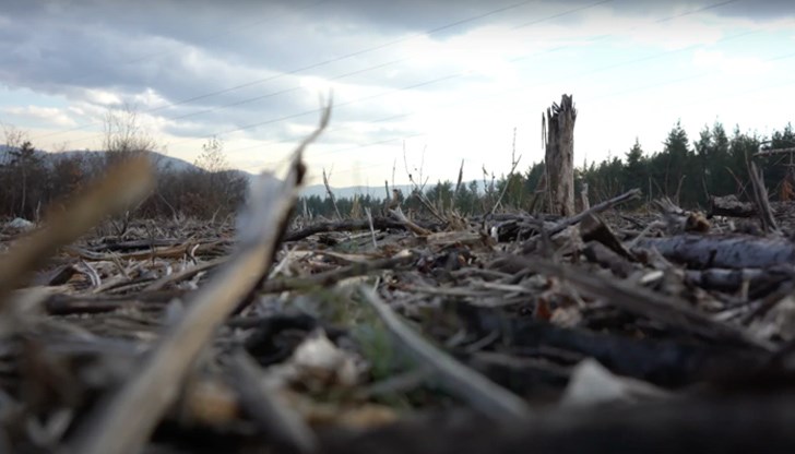 Законът в България отваря широка врата, през която на практика никой не иска да контролира колко изсечени дървета минават. Става дума за т.нар. почистване на земеделски земи, което става с разрешение от кмета Законът в България отваря широка врата, през която на практика никой не иска да контролира колко изсечени дървета минават. Става дума за т.нар. почистване на земеделски земи, което става с разрешение от кмета