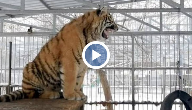 Кадрите показват как животното, седящо в голямата си клетка, издава необичайни звуци и ръмжи