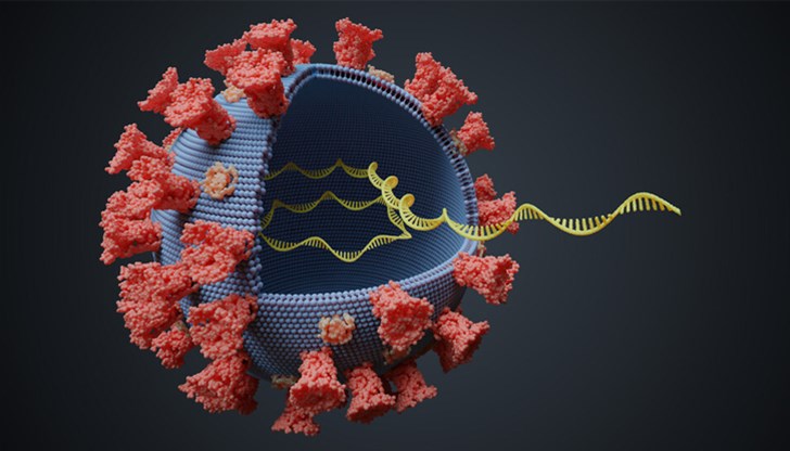 При южноафриканския вариант 90% от преболедувалите от основния вариант на пандемията могат да бъдат отново заразени При южноафриканския вариант 90% от преболедувалите от основния вариант на пандемията могат да бъдат отново заразени