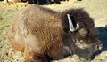 Служител на ловно стопанство участва в убийството на зубър