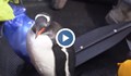 Пингвин скочи в лодка на туристи, за да се спаси от косатки