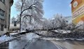 Голямо дърво падна в центъра на Шумен