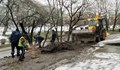Служители на ОП „Паркстрой“ окастрят дърветата след становище от специалист