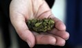 Разкриха депо за разпространение на марихуана във Велико Търново