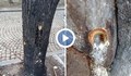 В близост до детска площадка: Дупки в дървета, пълни с неизвестно вещество
