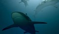 Австралия затвори плажове, заради нападение на акули