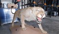 Откриха препариран лъв в частен имот в Разград