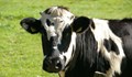 Откраднаха крава от къща в село Копривец