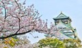 В Япония цъфнаха първите вишни